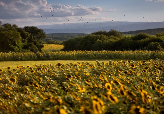 sunflower-shooting-box